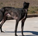 imagen BALU