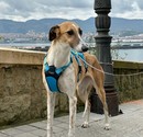 imagen XENA