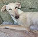 imagen NALA