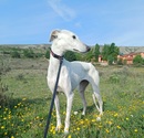 imagen ARYA