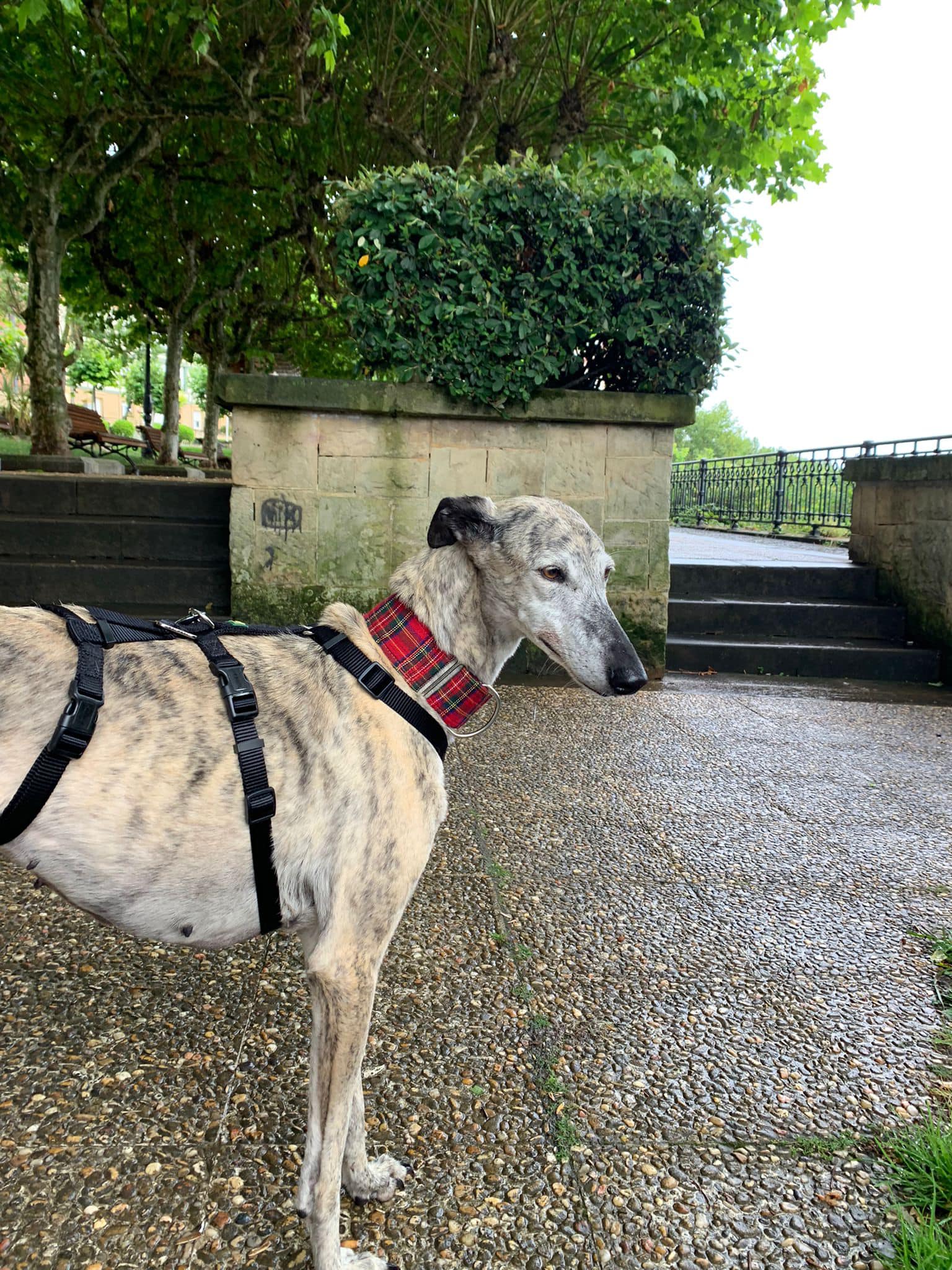 adopción y de galgos