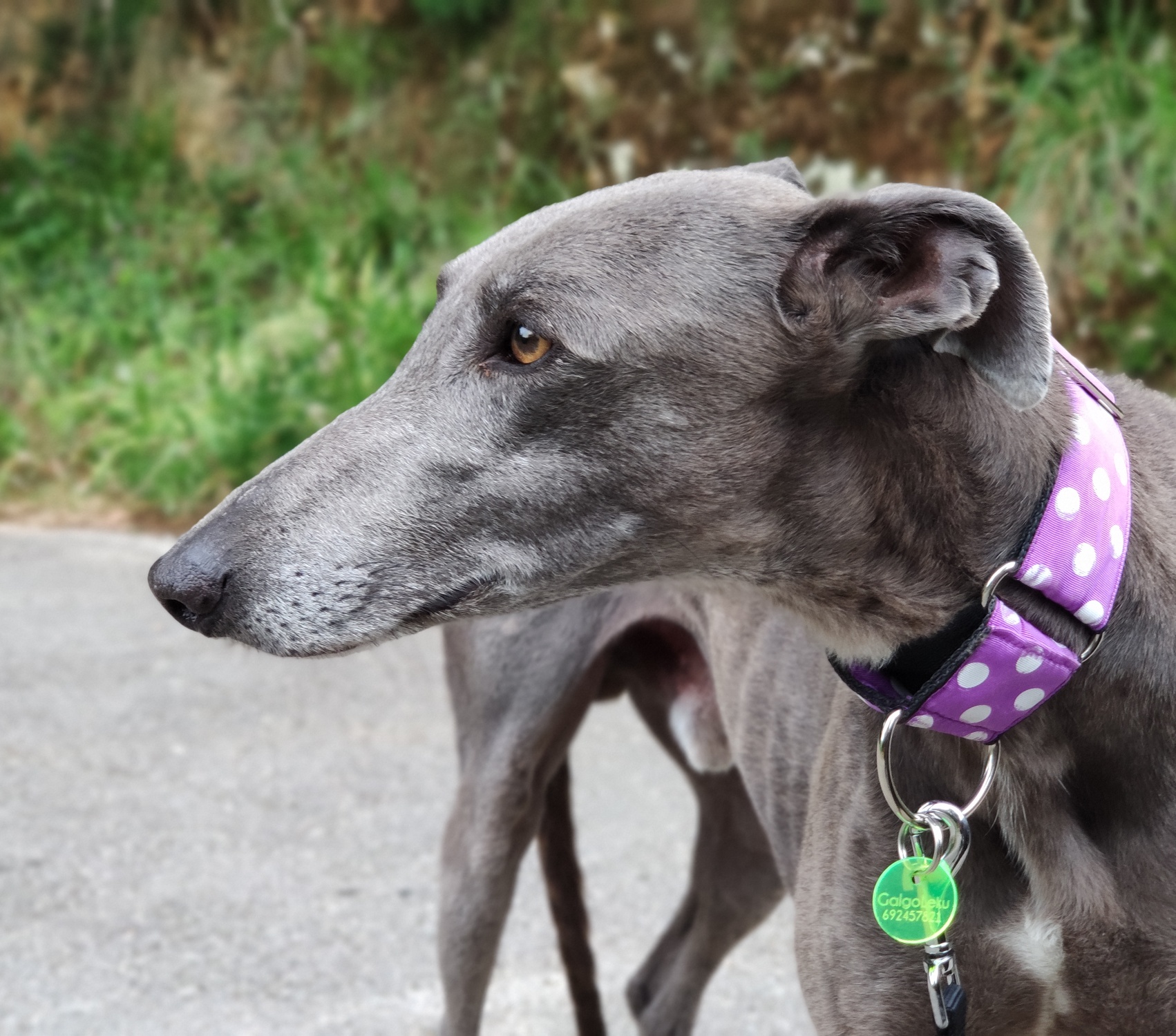 adopción y de galgos